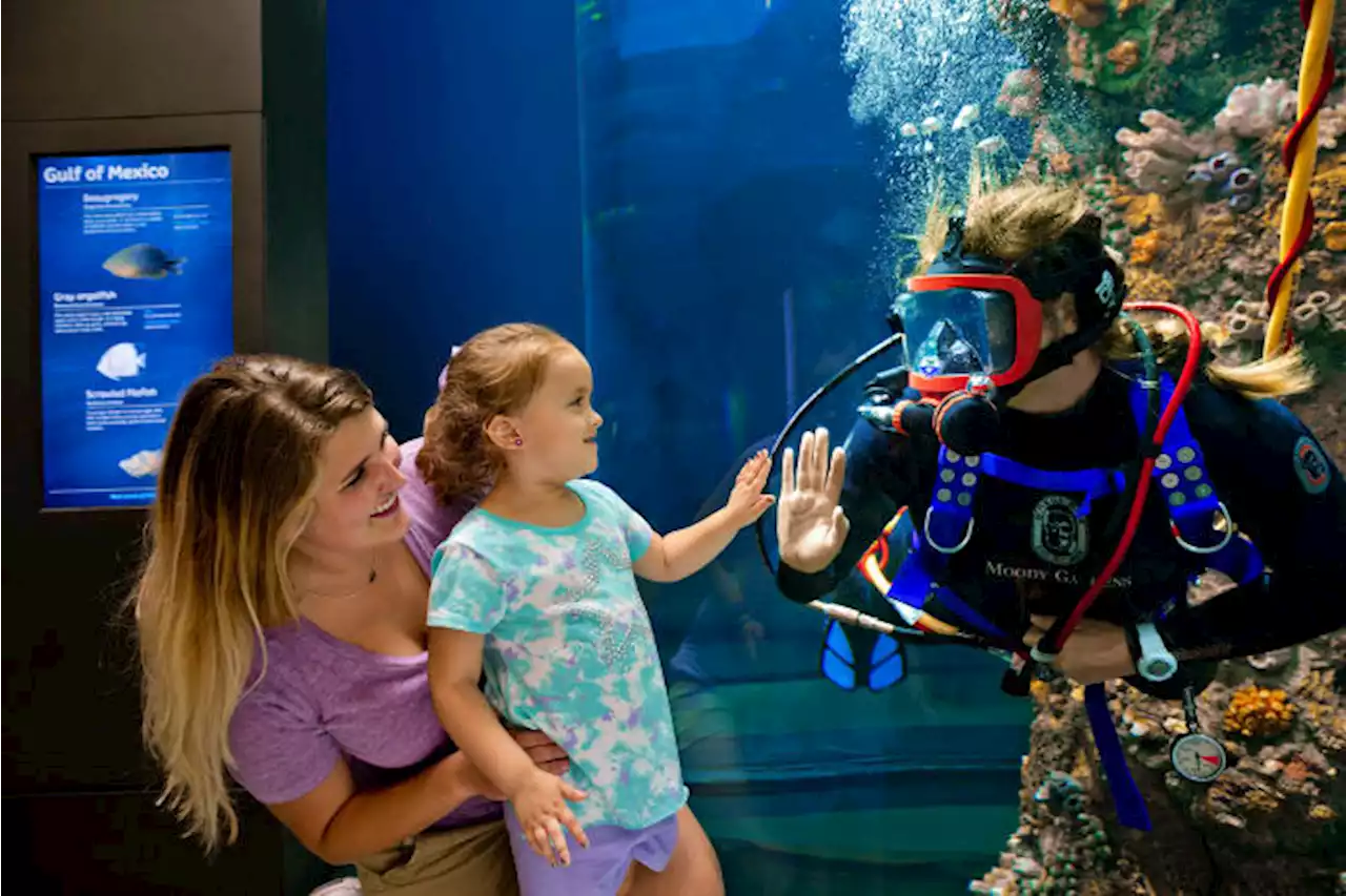 Here’s how you can win a family four-pack to Moody Gardens Galveston Island