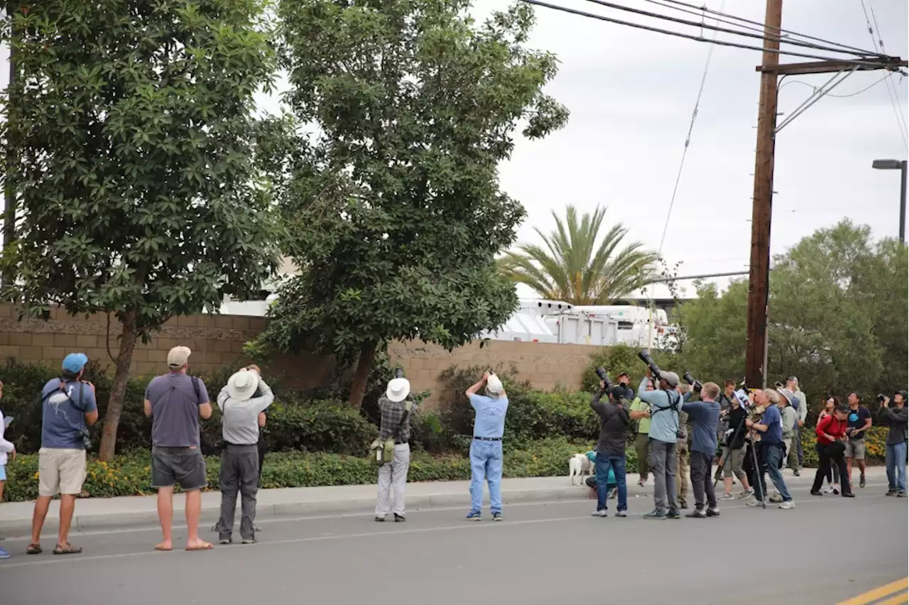 1st continental U.S. sighting of rare Wood Warbler happens in Long Beach