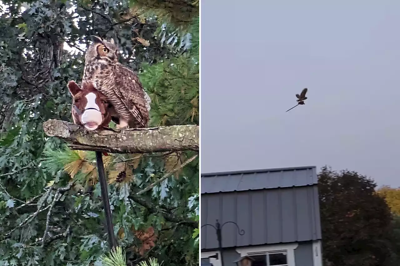 Owl mistaken for 'wicked witch' on broomstick after stealing child's toy