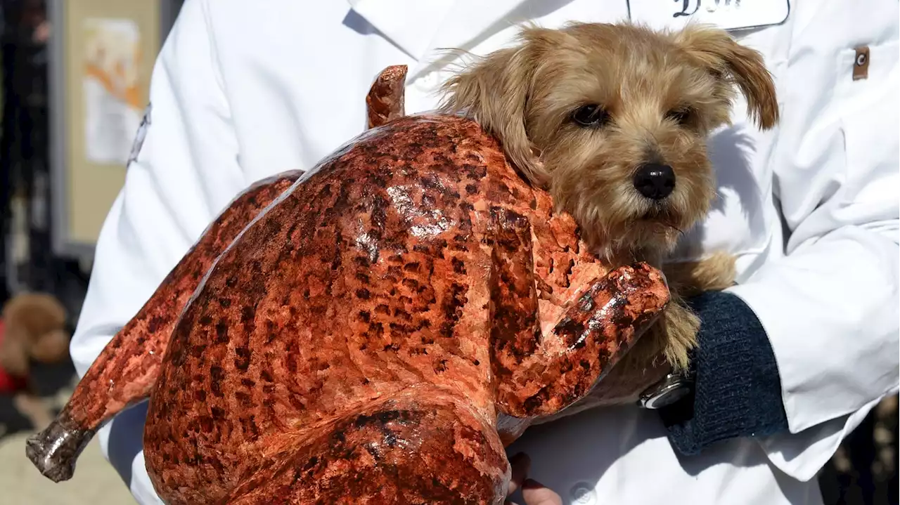 It's cute, but is it safe to put your dog in a Halloween costume?