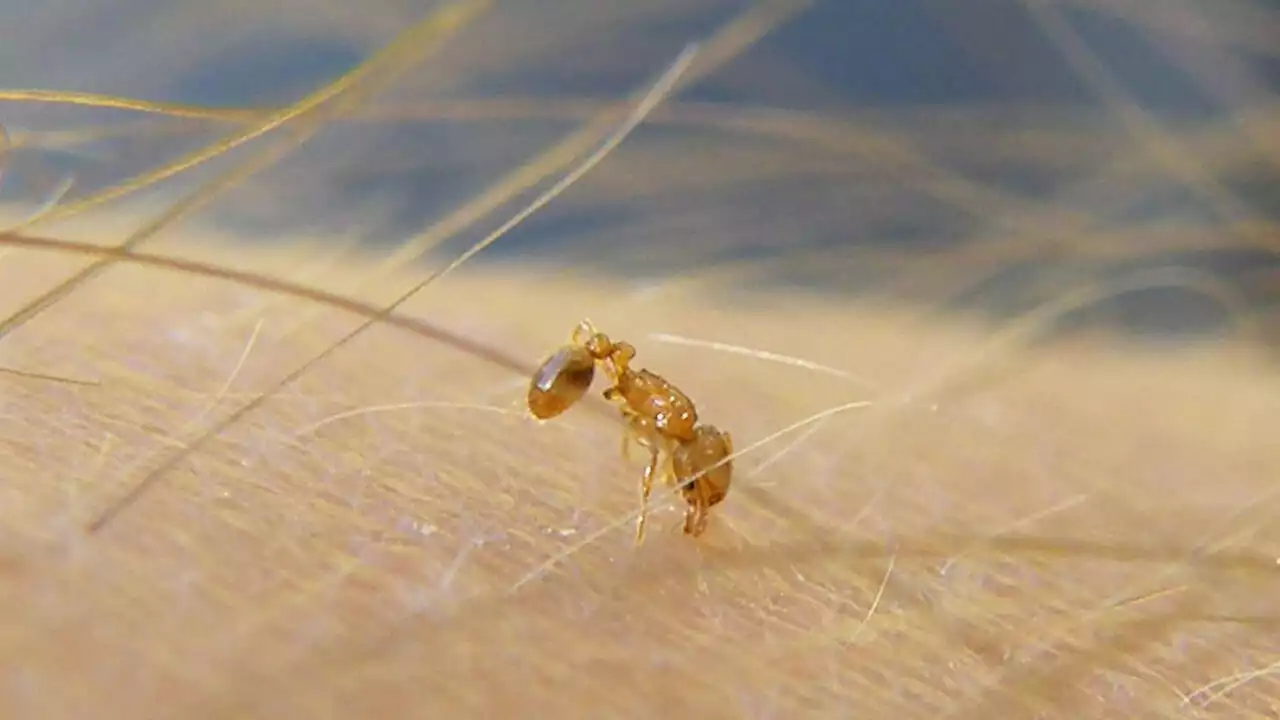 La fourmi électrique, dangereuse pour la biodiversité, détectée pour la première fois en France