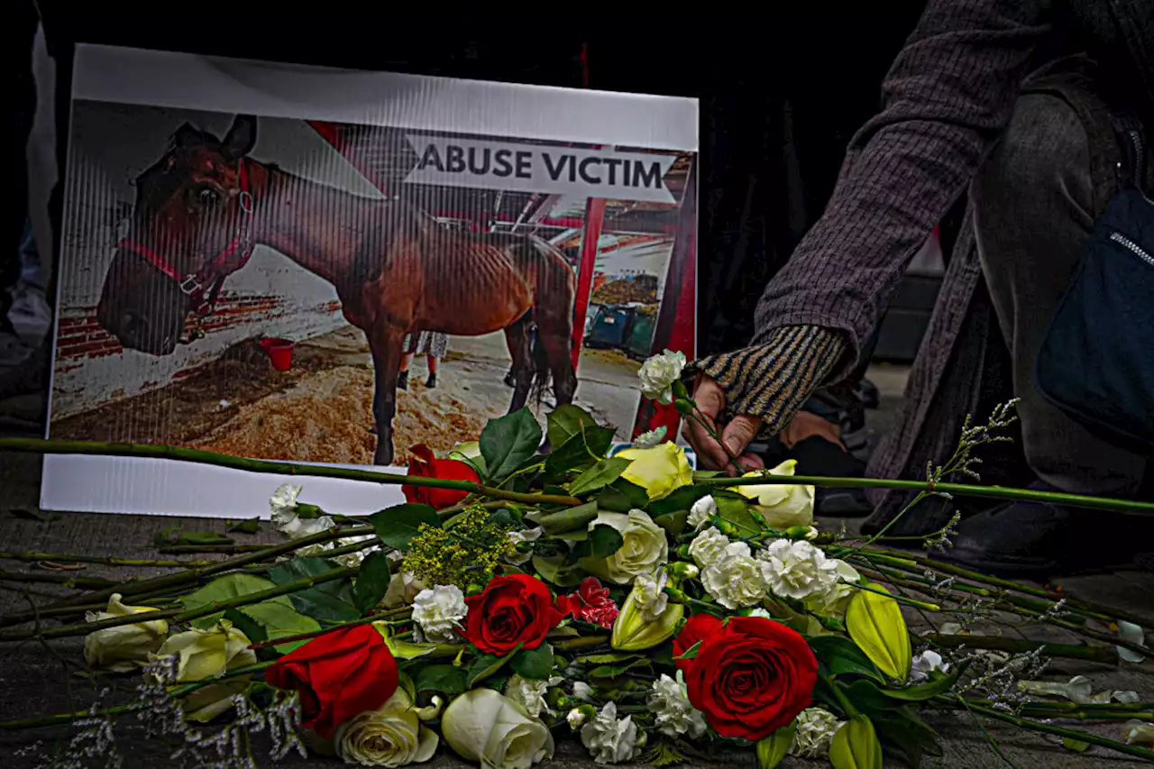 Animal rights advocates mourn the death of Ryder the carriage horse in Midtown | amNewYork