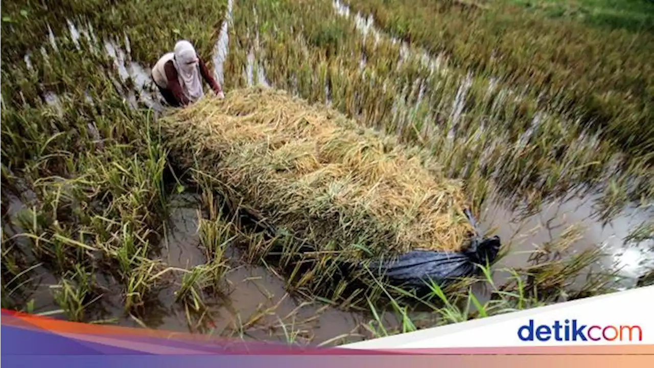 Jurus RI Tangkal Krisis Pangan yang Ancam Dunia