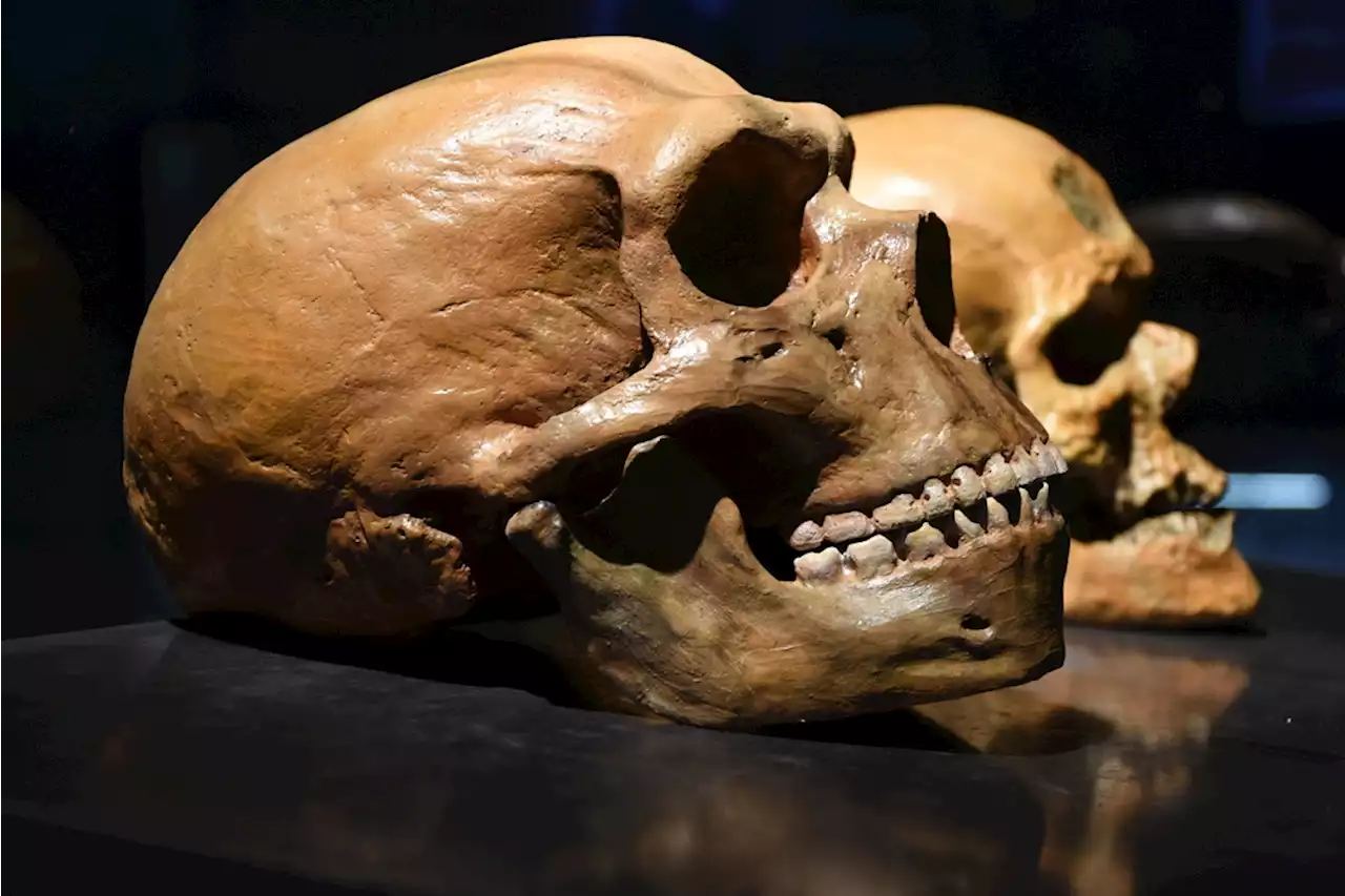 Modern Humans and Neanderthals May Have Cohabitated For 2,900 Years