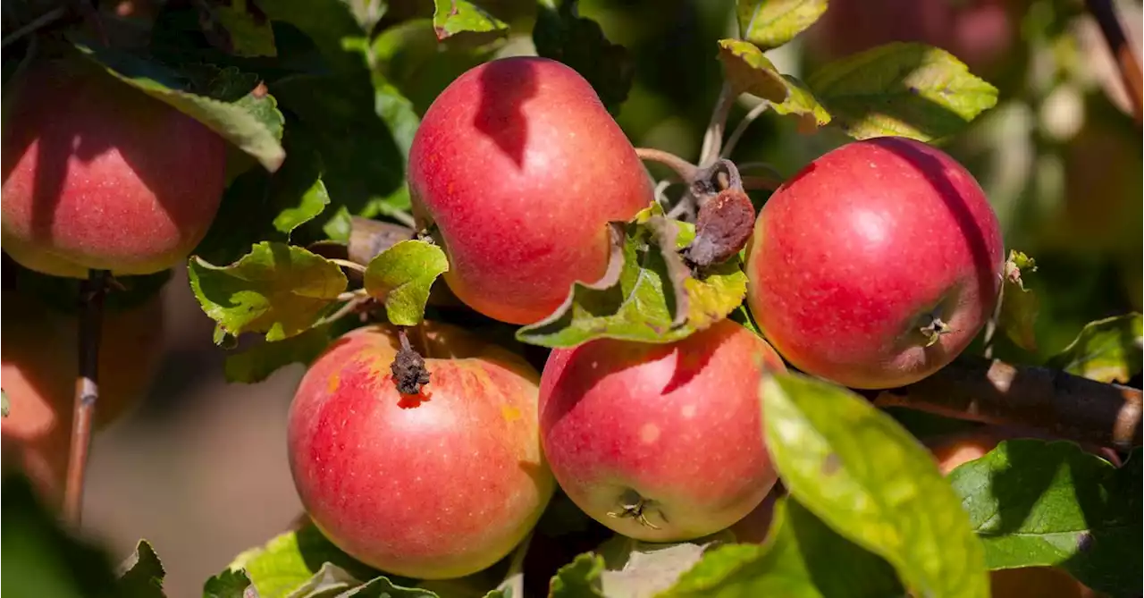 The Best Apple Recipes, According to Eater Editors