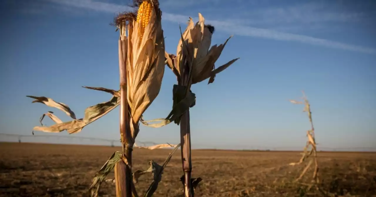 Farmers in US Midwest struggle amid prolonged drought