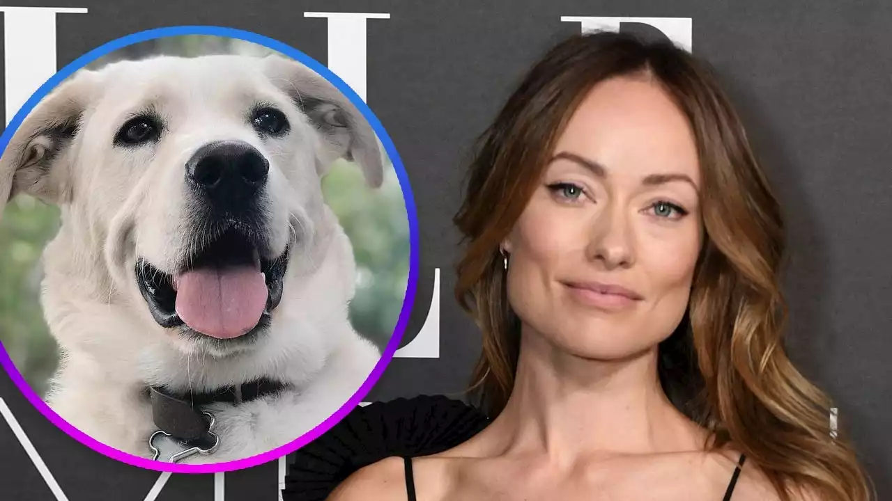 Animal Shelter Refutes Olivia Wilde's Ex-Nanny's Claim She Ditched Dog