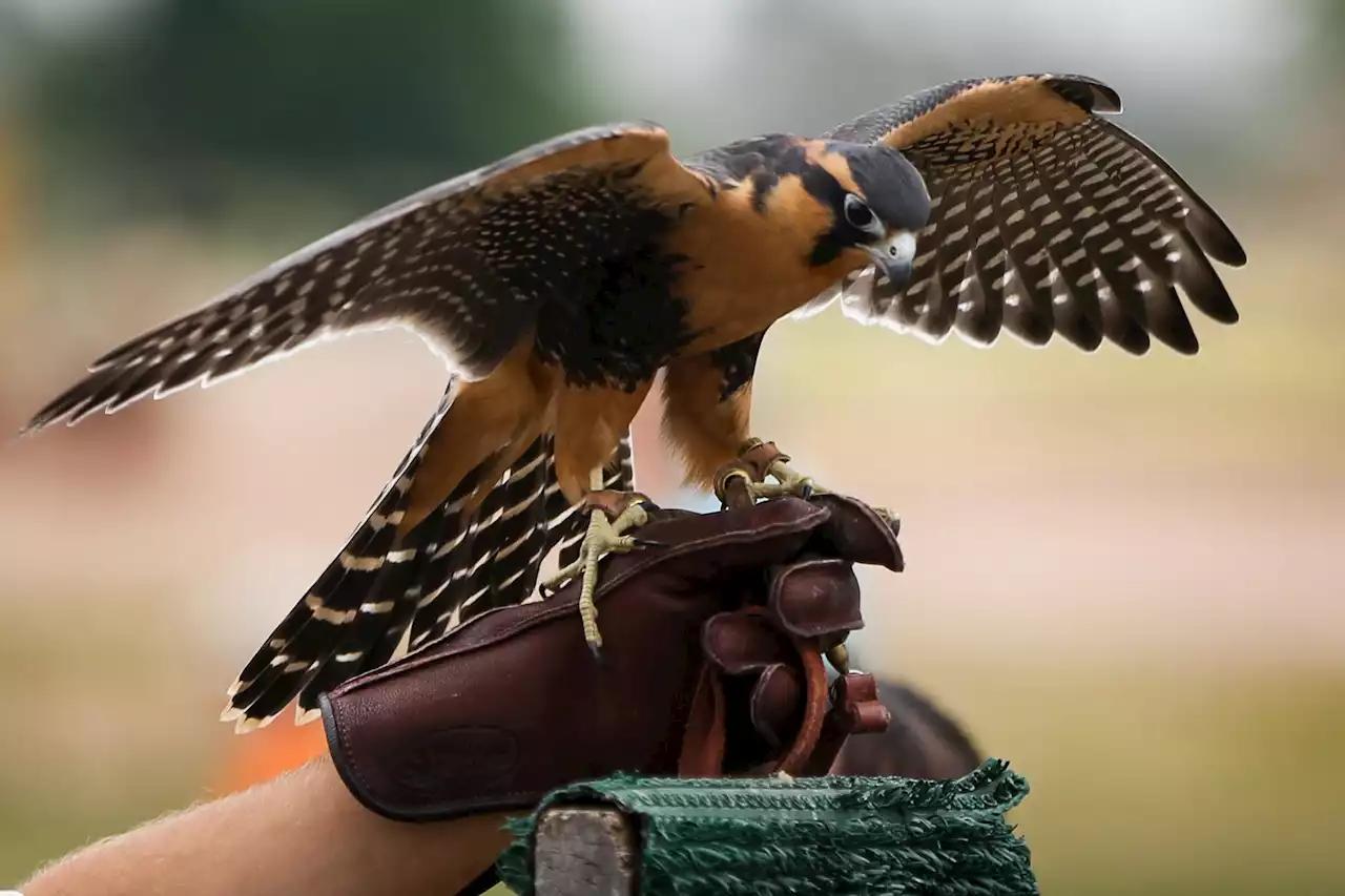 Entertainment calendar: Nature Fest returns to Bridgeland on Oct. 29