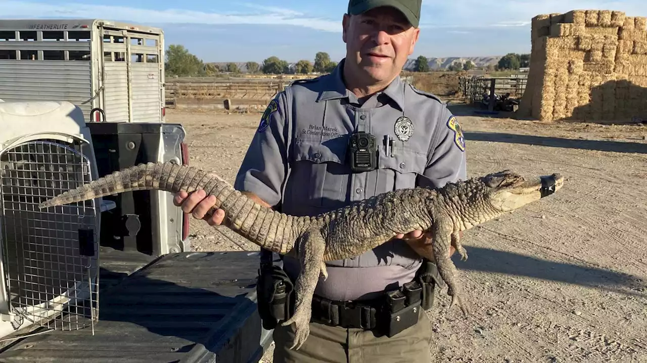 Dog walker stumbles upon wandering alligator in rural Idaho