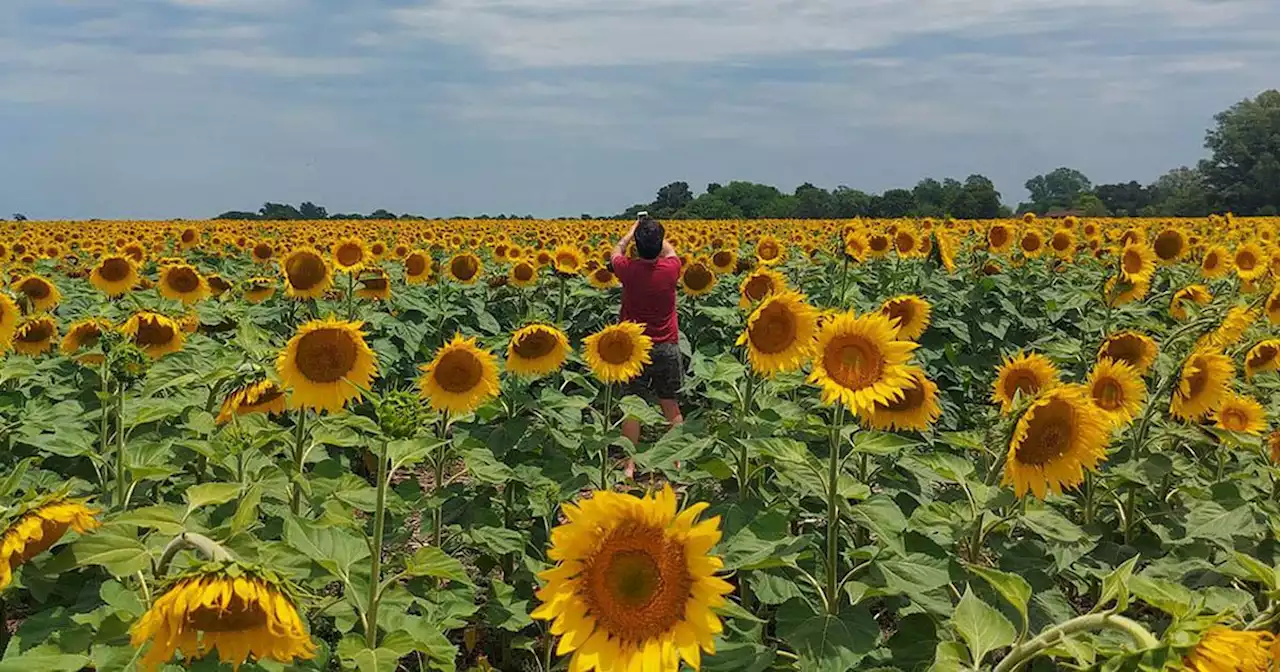 Se afirman los aceites y mejoran los precios del girasol | Agricultura | La Voz del Interior