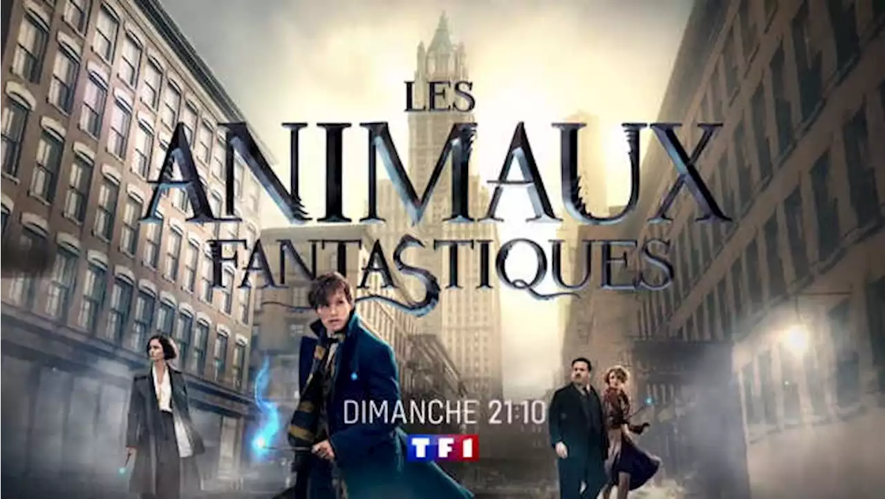 « Les Animaux fantastiques » en mode rediffusion ce dimanche 23 octobre sur TF1