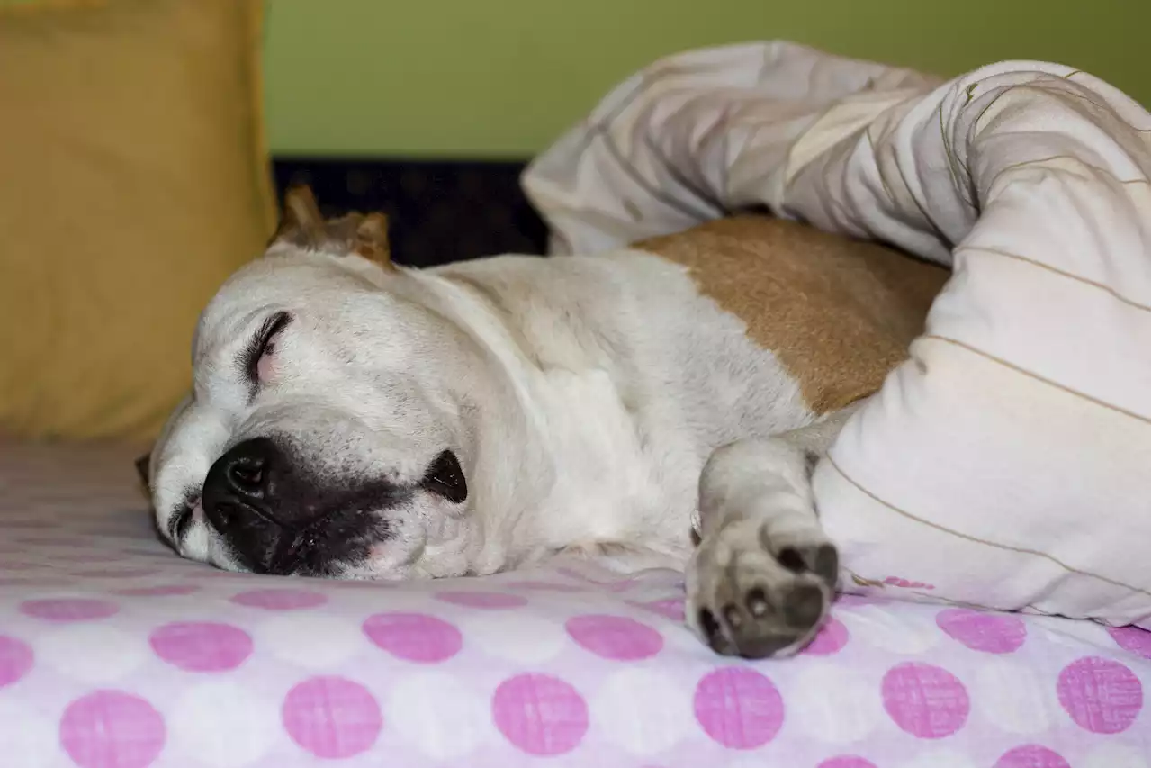 Dog's snoring has millions in stitches: 'Thought only happened on cartoons'