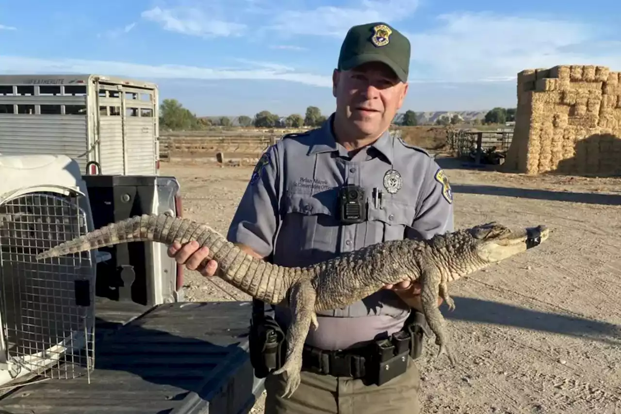 Dog walker finds alligator in Idaho bush — thousands of miles from habitat