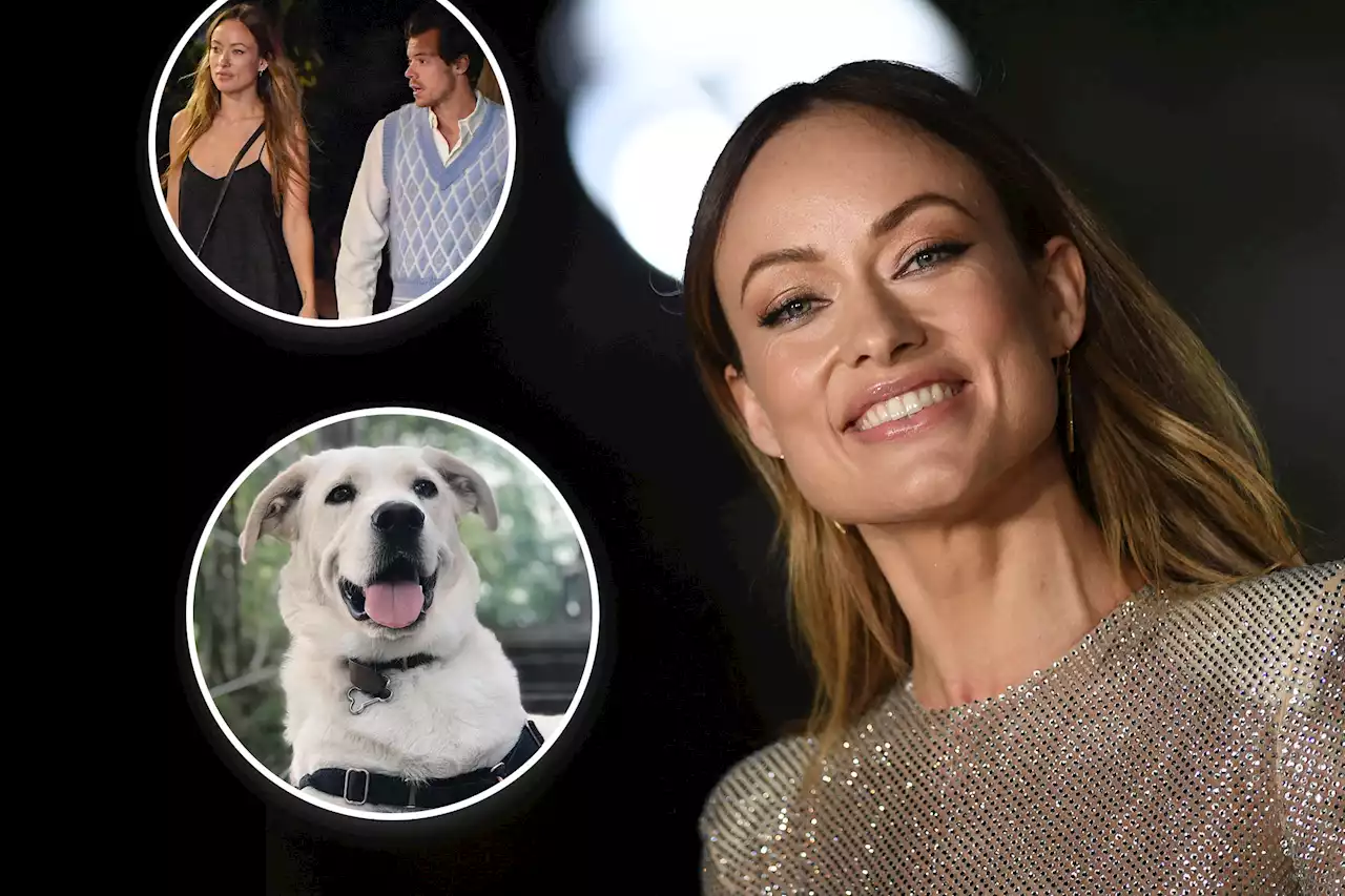 LA dog rescue clarifies what happened to Olivia Wilde’s Golden Retriever