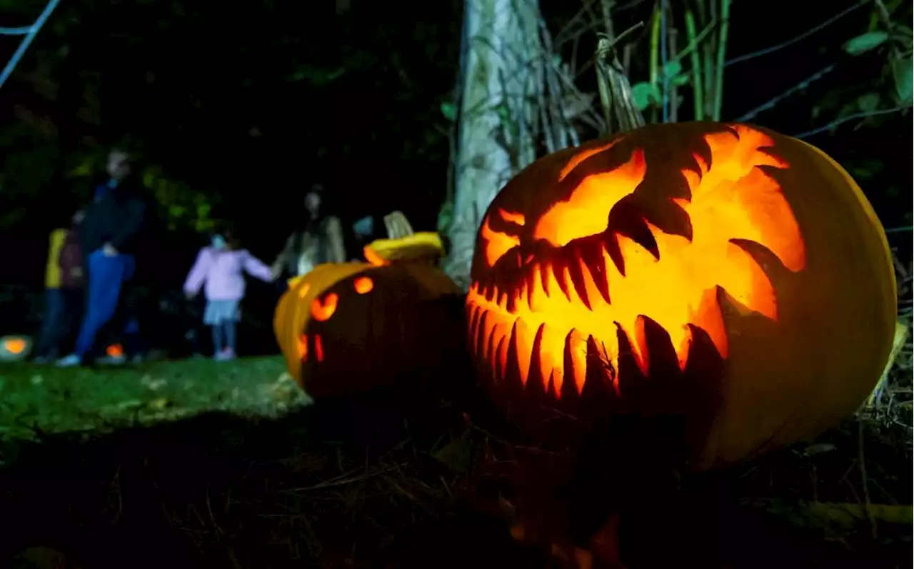 Is Vinegar Safer Than Bleach for Preserving Carved Pumpkins?