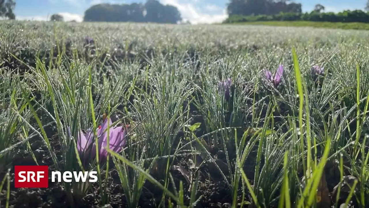 Rotes Gold aus dem Thurgau - Alte Tradition wiederentdeckt: Safran aus der Schweiz