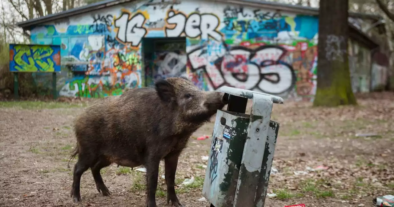 Praktische Tipps vom Förster: Was tun, wenn immer mehr Wildtiere in Siedlungen und Gärten kommen