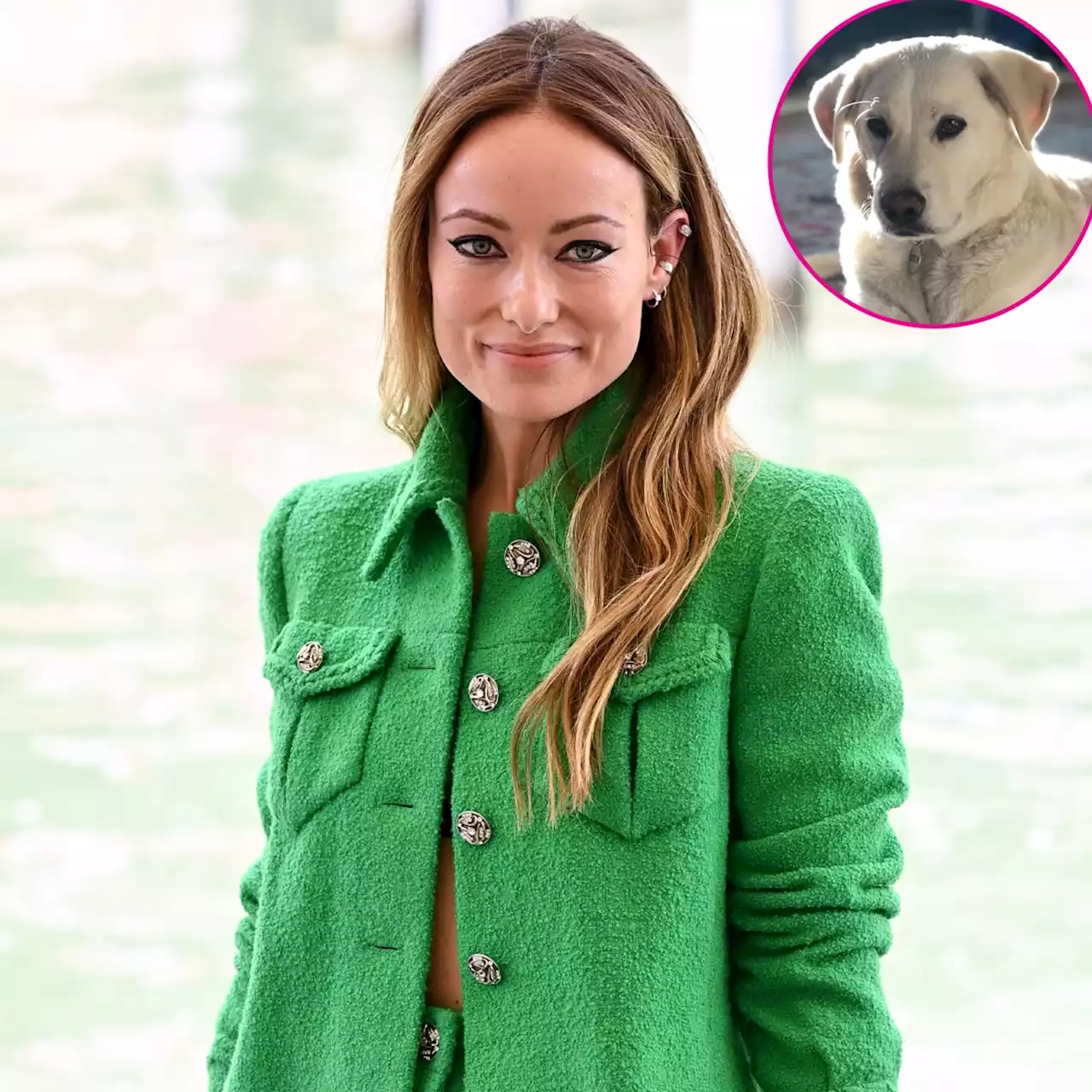 Animal Shelter Reveals Why Olivia Wilde Rehomed Dog After Nanny Scandal