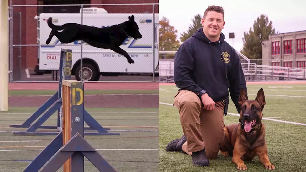 Police K-9 skills shine at annual Delaware County competition