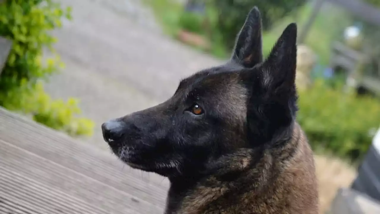 Seine-et-Marne: une fillette de 2 ans hospitalisée après avoir été mordue par un chien