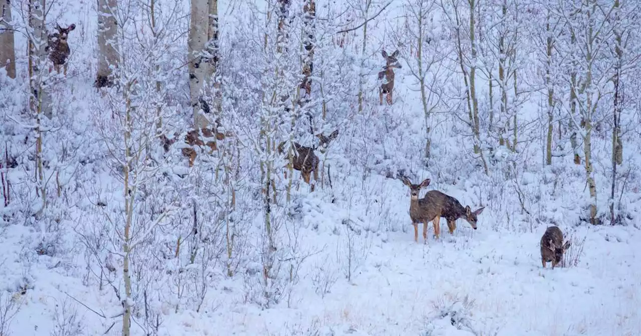 PHOTOS: Winter storm hits Utah, bringing snow and gorgeous views