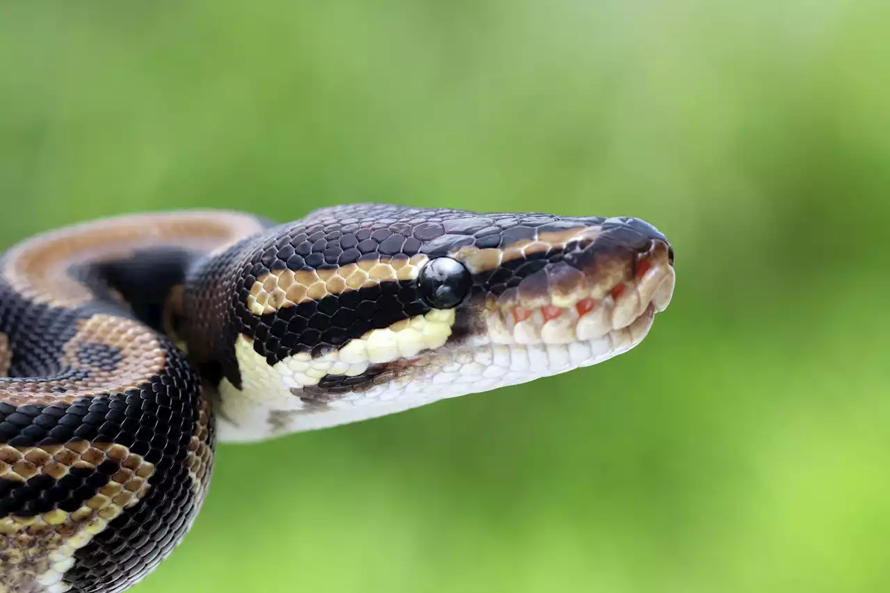 There's a 12- to 15-foot lost pet python loose in a west Houston neighborhood