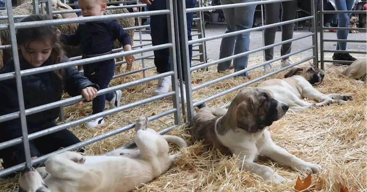 Alpes : depuis 68 ans, les agnelles sont les stars de la foire à Thoard