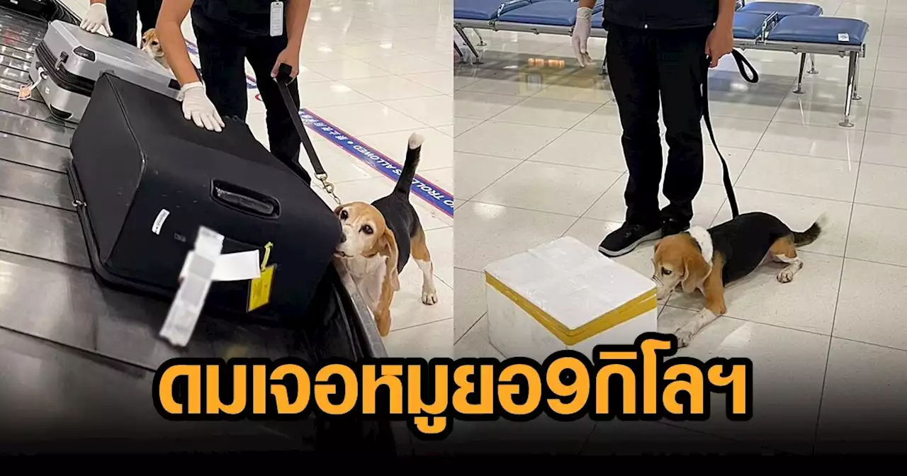 'บีเกิ้ล' ทีมสุนัขดมกลิ่น สกัด 'หมูยอ' 9 กก. จากเวียดนาม คาสุวรรณภูมิ ผิดลักลอบเข้าไทย