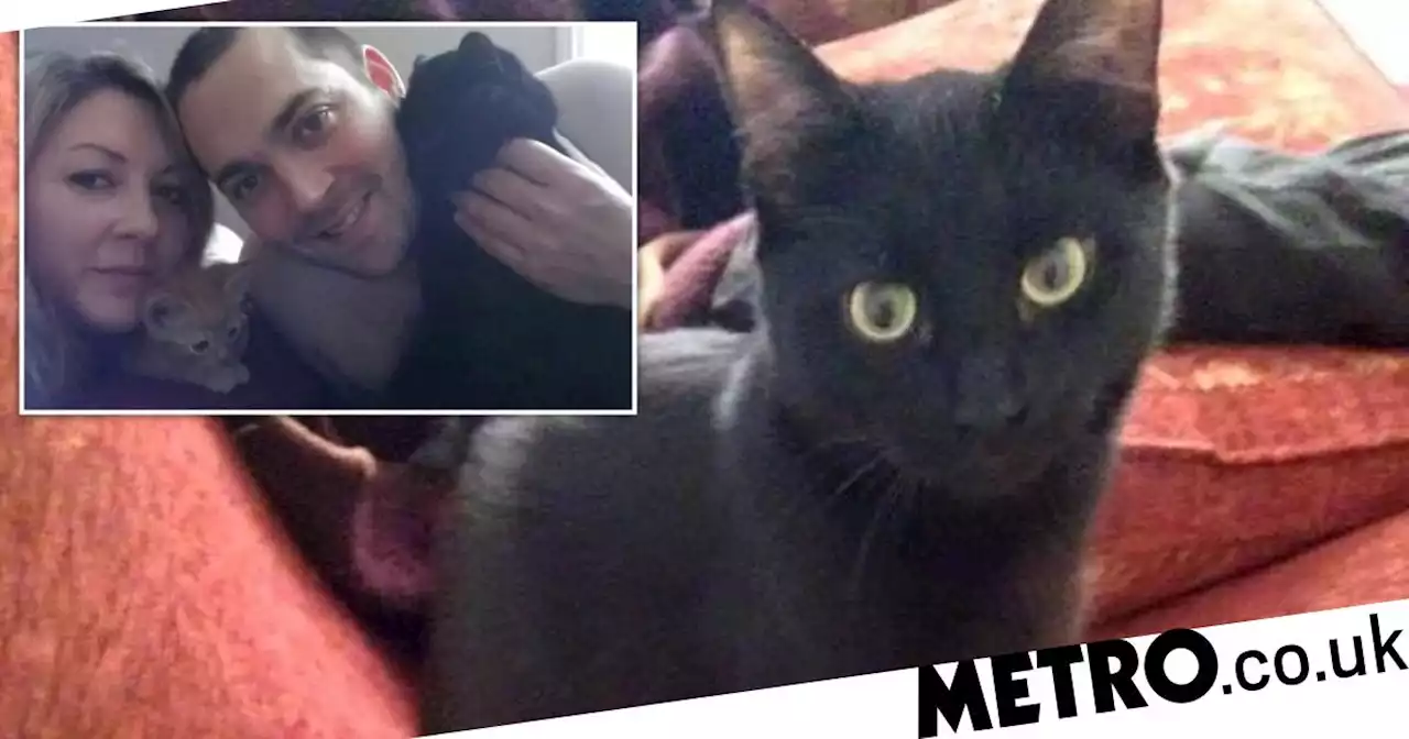 Missing cat reunited with owners after being presumed dead for six years