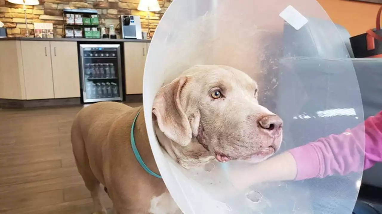 Dog shot in face, found by Dauphin County officer is recovering after surgery