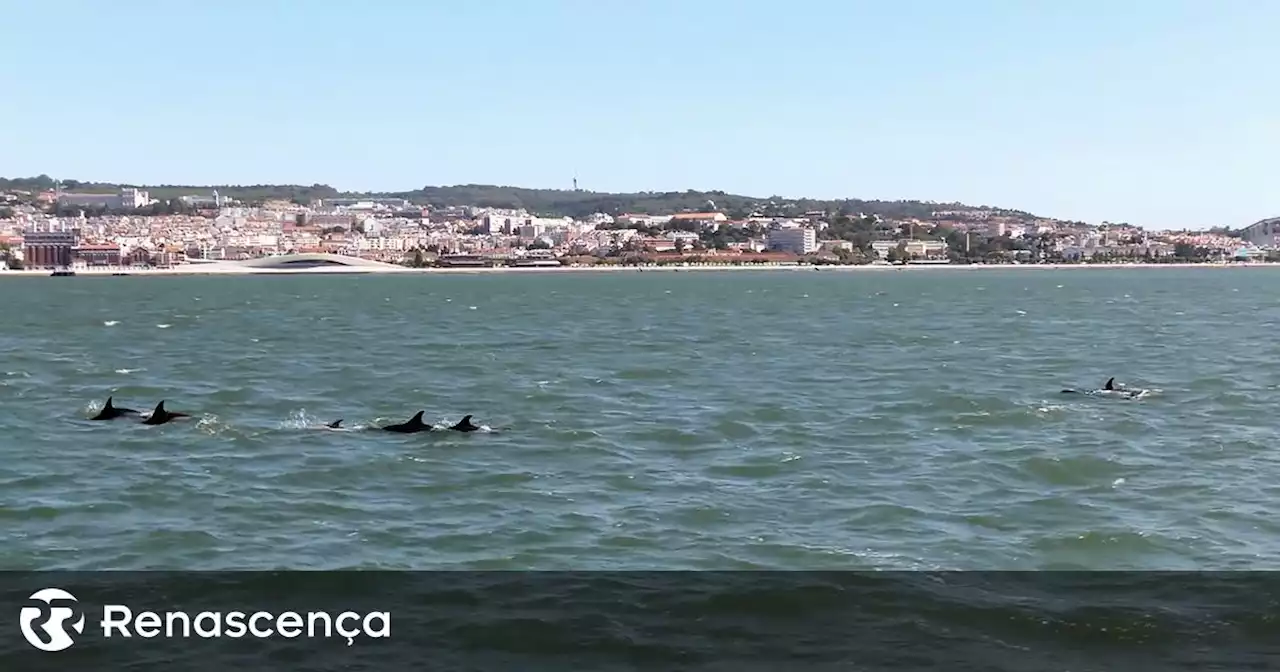 Golfinhos vistos no Tejo? Queda na poluição explica - Renascença