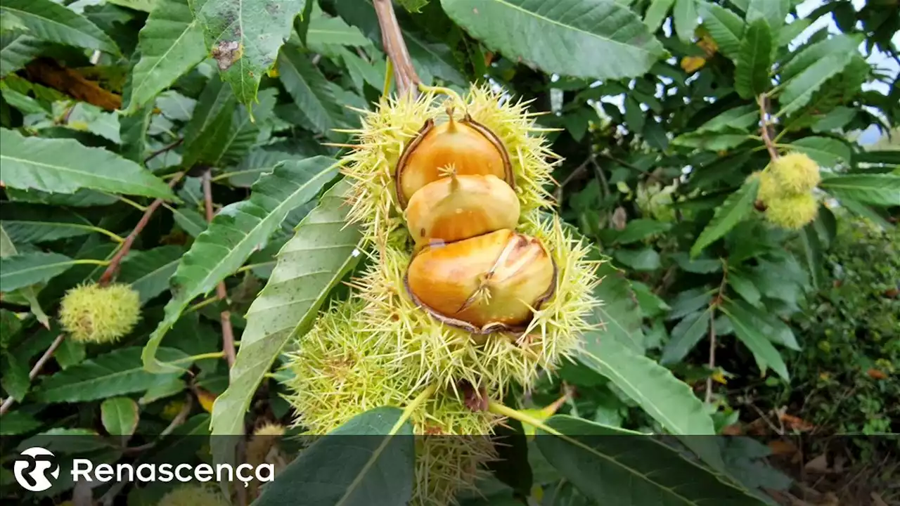 Um mau ou péssimo ano para a castanha? Ainda é uma incógnita - Renascença