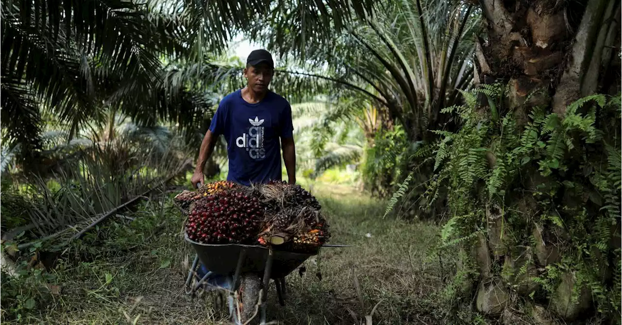 Palm oil prices seen ticking up as rains slash output and demand strengthens