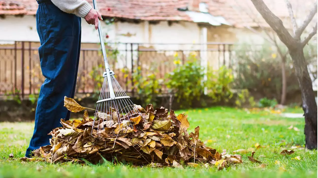 Rasen, Laub und Beete: Hier müssen Gärtner im Oktober dringend ran