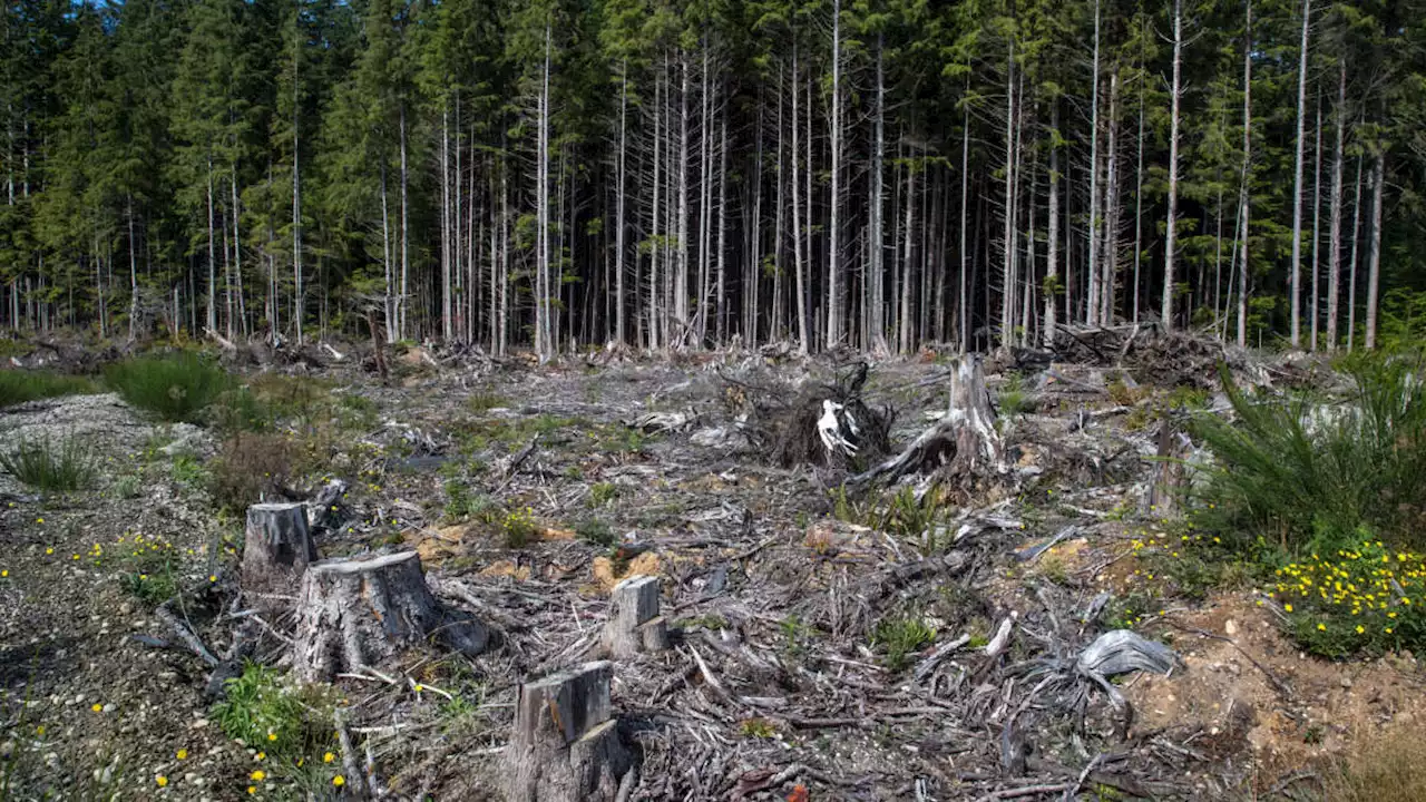 Washington State Has Quietly Made Logging a Part of Its Climate Plan