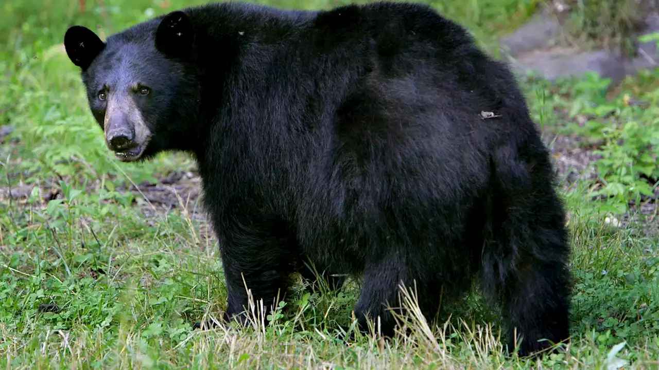 Black bear attacks Washington state woman who was letting dog out for a walk, officials say