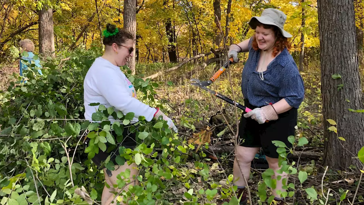 Eco Restoration Work Vandalized at LaBagh Woods, Volunteer Stewards Respond With Determination