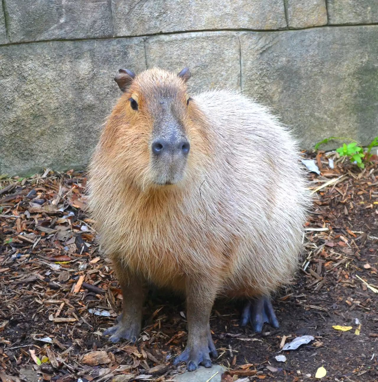 Akron Zoo announces death of female capybara, Atlantis