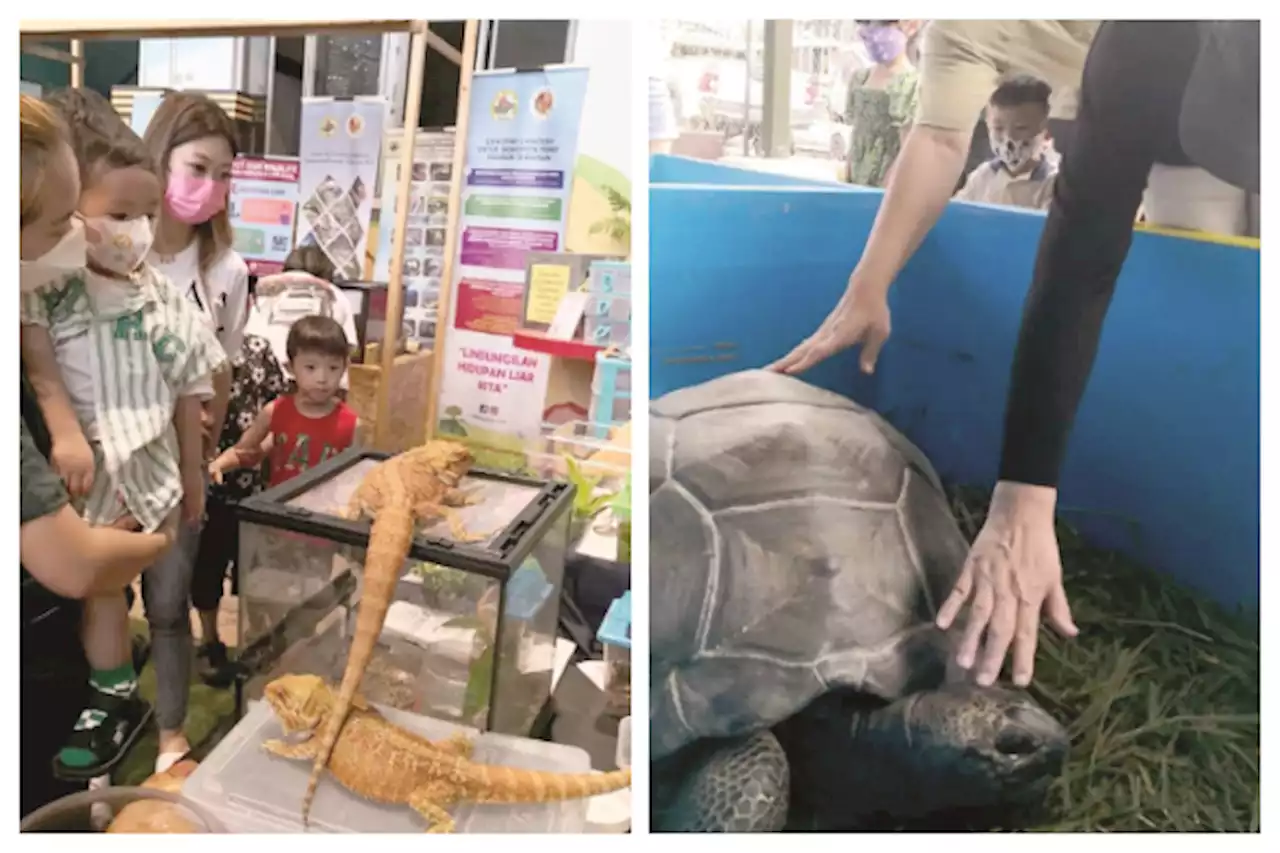 Reptiles, amphibians major attractions at animal show | Daily Express Online - Sabah's Leading News Portal