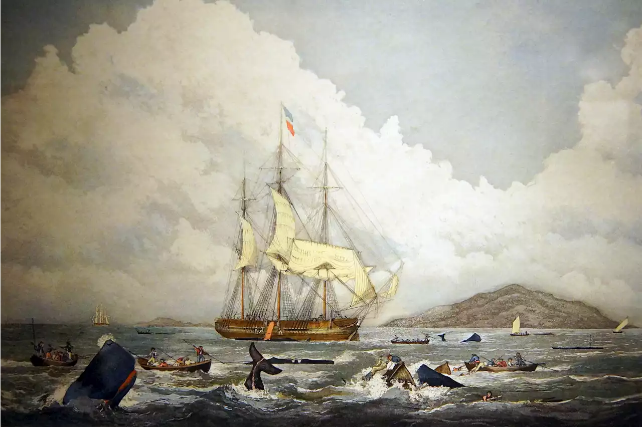 Patagonian Shipwreck Could Be 150-Year-Old Rhode Island Whaler