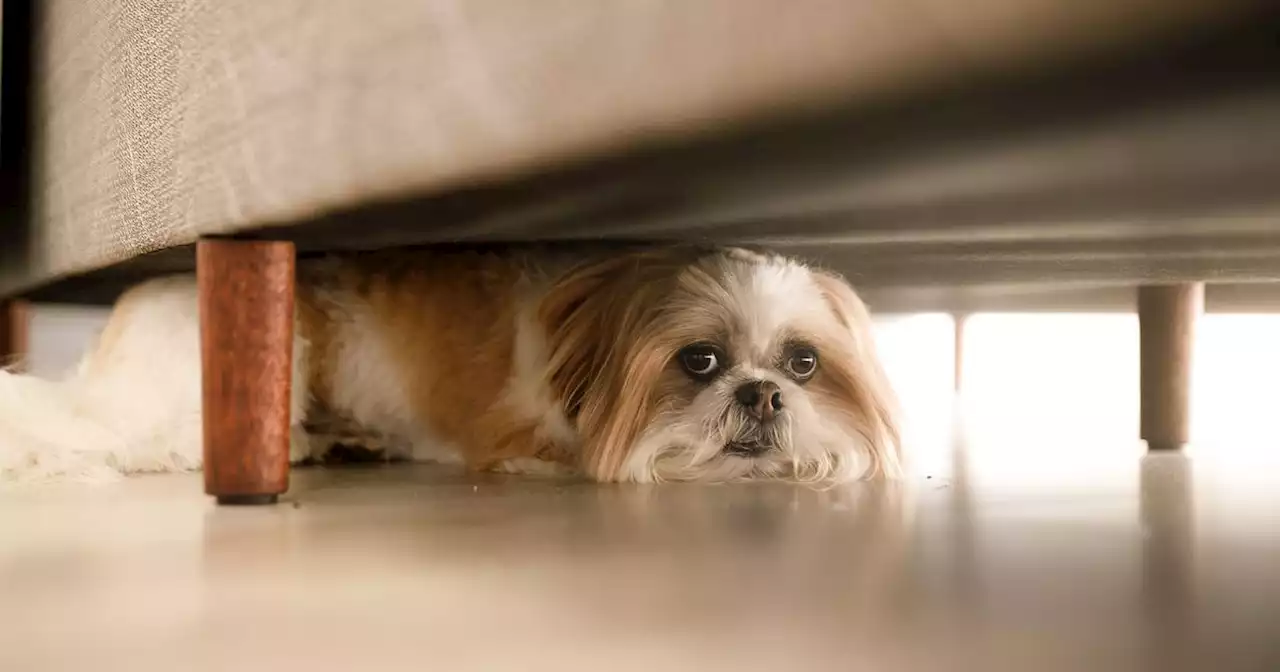 Pet expert reveals top tips to protect your pals ahead of Halloween fireworks