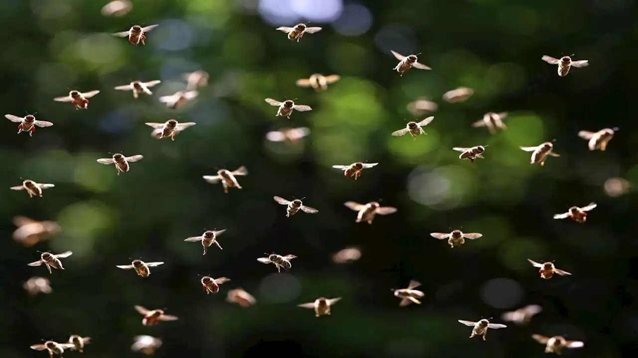 Swarming bees may potentially change the weather, new study suggests