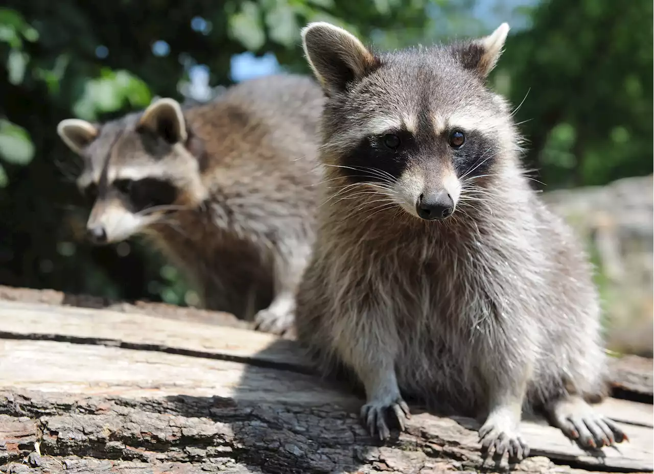 Waschbären-Plage in Niedersachsen: Zehntausende Tiere abgeschossen