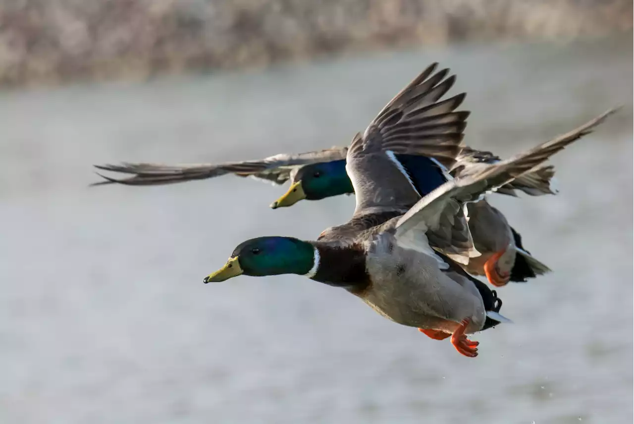 Ducks and other North American waterfowl are faring surprisingly well