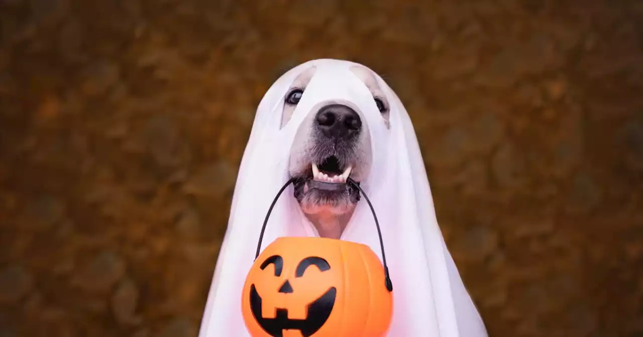 55 ways to celebrate Halloween in San Diego County