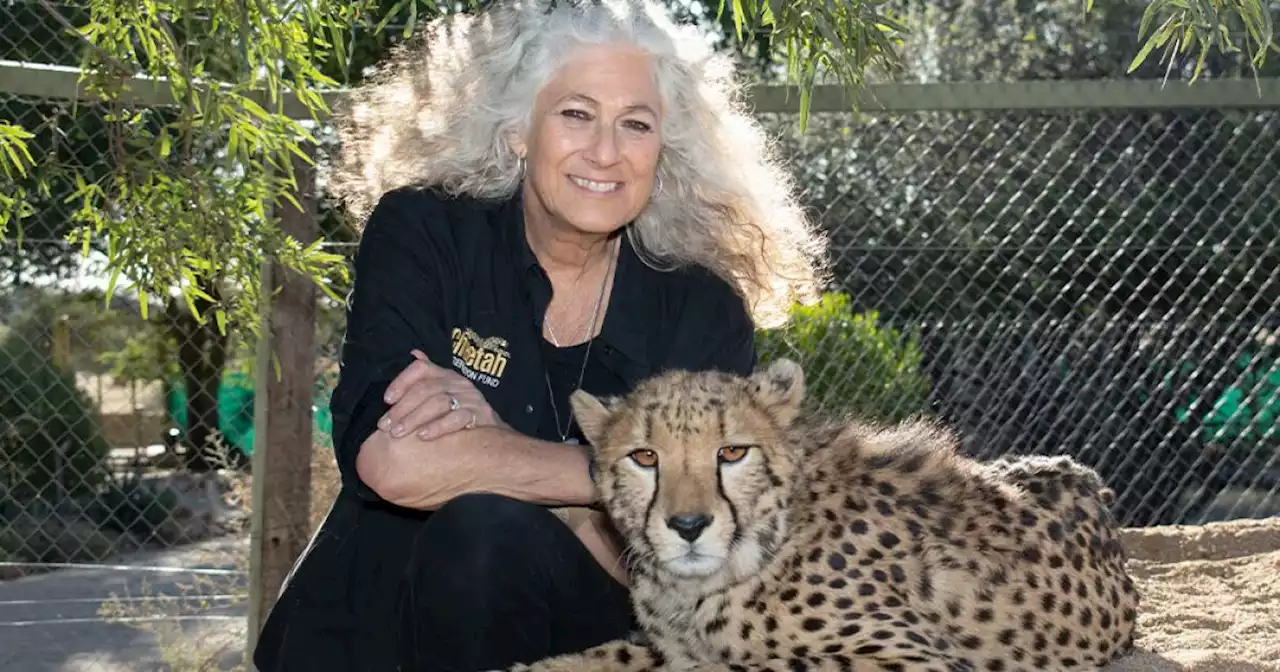 International cheetah conservation leader to give talk at Wild Wonders ranch in Bonsall