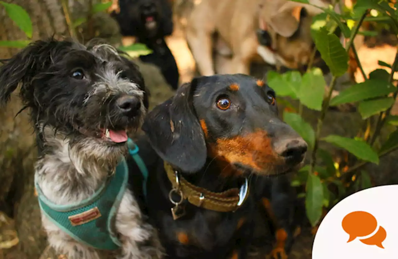 Dog behaviourist: Yes, you can 'speak dog' - some tips for learning