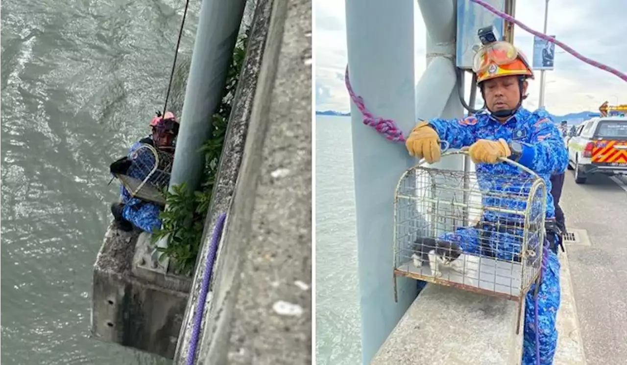 Kitten Falls Off Car, Gets Stuck 3 Metres Under Penang Bridge, And Lives To Meow The Tale | TRP