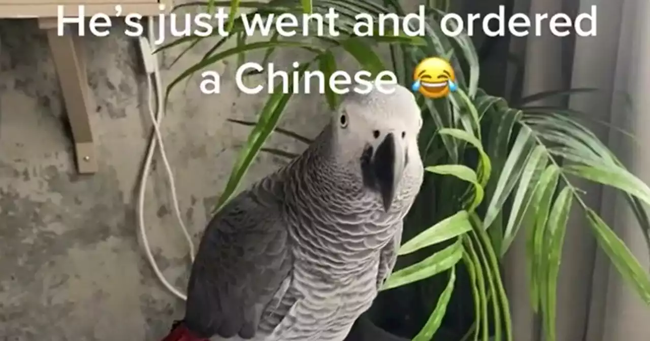 Watch: Belfast parrot orders himself a takeaway