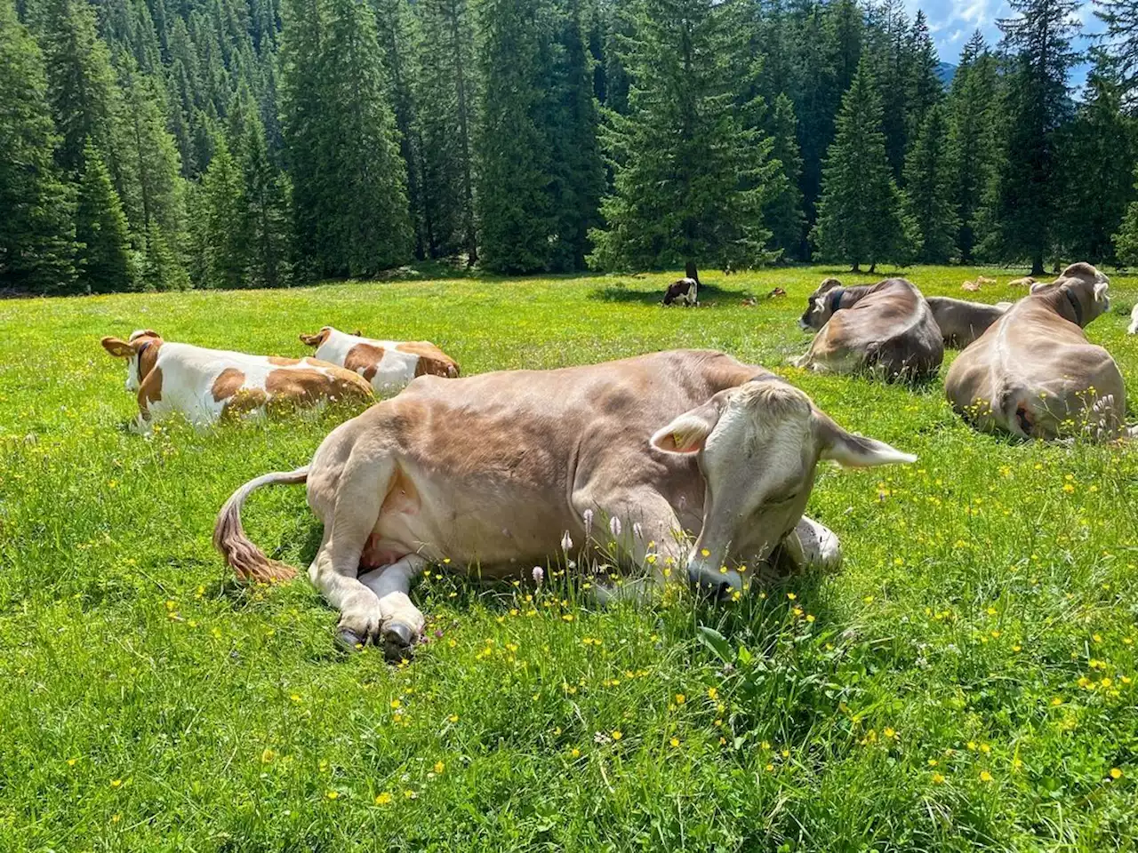 Bio-Rinder vergiftet: Fremdeinwirkung oder toxische Pflanzen?